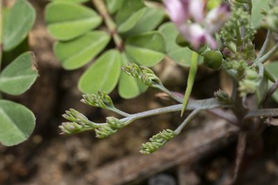 Fumaria parviflora, photographed by Eleftherios Katsillis