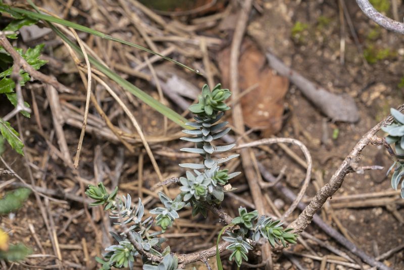 Thymelaea tarton-raira, photographed by Eleftherios Katsillis