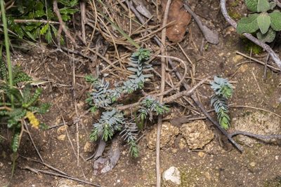 Thymelaea tarton-raira, photographed by Eleftherios Katsillis