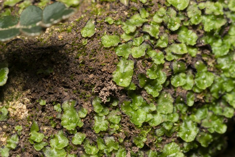 Clevea spathysii, photographed by Eleftherios Katsillis