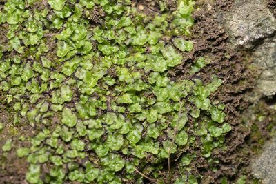 Clevea spathysii, photographed by Eleftherios Katsillis