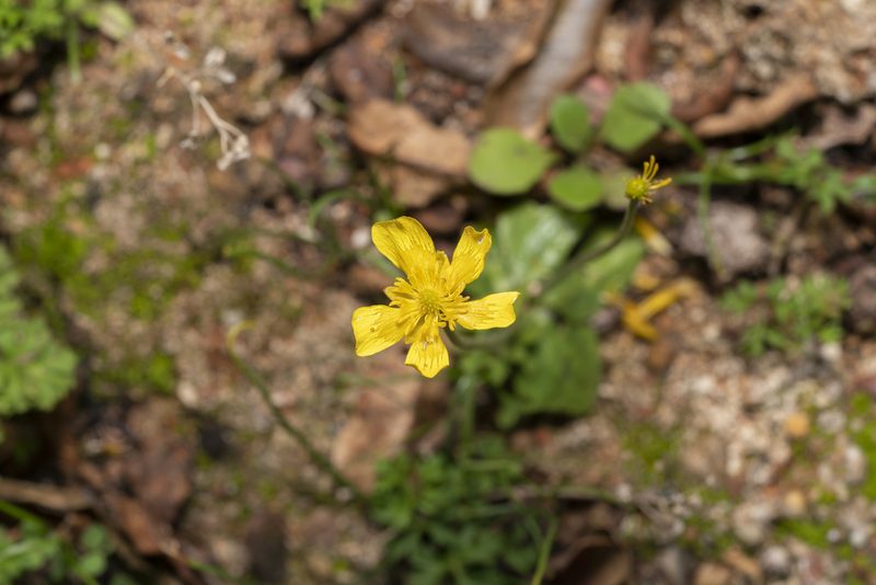 Ranunculus bullatus, photographed by Eleftherios Katsillis