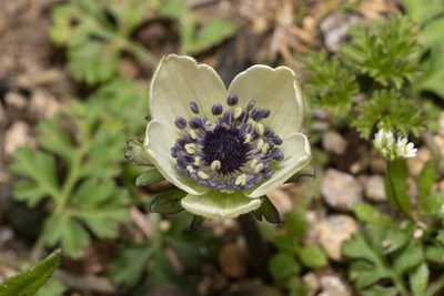 Anemone coronaria, photographed by Eleftherios Katsillis