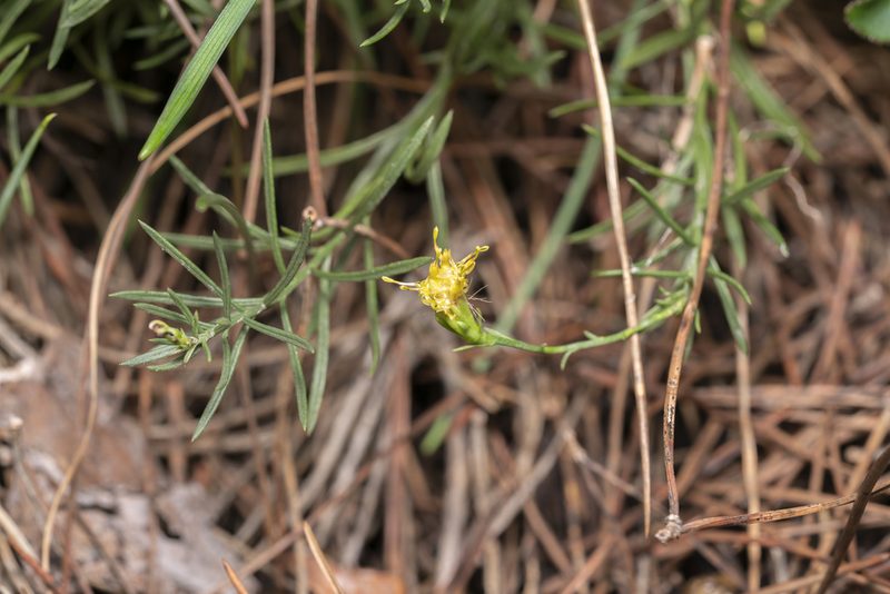 Galatella cretica, photographed by Eleftherios Katsillis