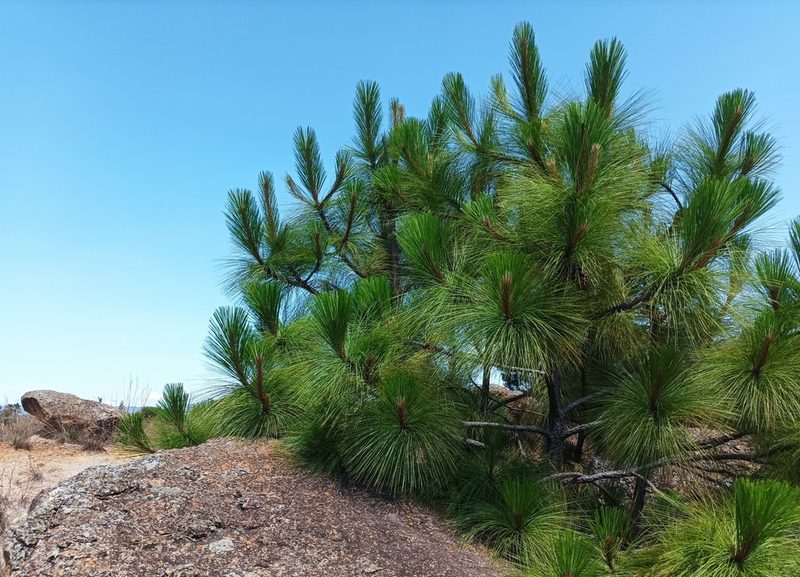 Pinus patula, photographed by ajott