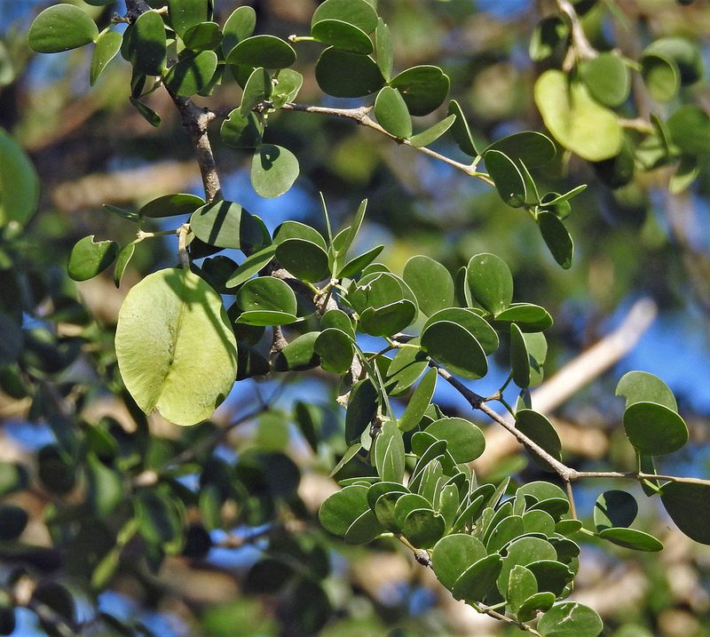 Plectrocarpa sarmientoi, photographed by Hugo Hulsberg