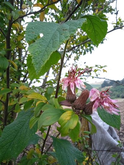 Barnadesia spinosa, photographed by Danna Lizeth Guevara Prieto