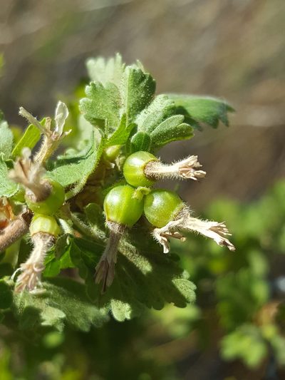 Ribes leptanthum, photographed by Alex Abair