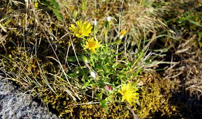 Crepis nigrescens, photographed by Георгий Виноградов (Georgy Vinogradov)
