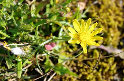 Crepis nigrescens, photographed by Георгий Виноградов (Georgy Vinogradov)