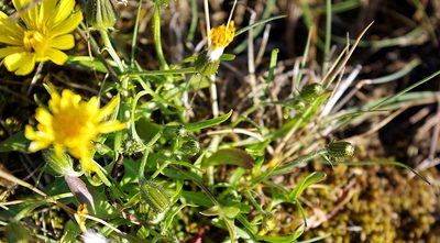 Crepis nigrescens, photographed by Георгий Виноградов (Georgy Vinogradov)