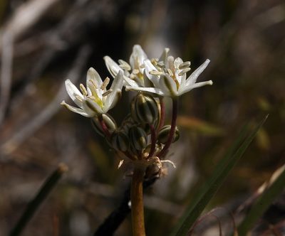 Muilla transmontana, photographed by Steve Matson