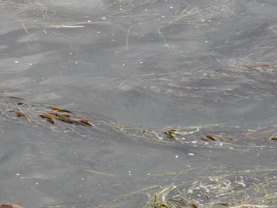 Zostera marina, photographed by Rachel Stringham