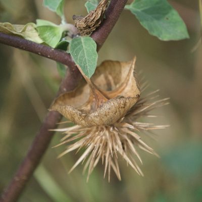 Datura discolor, photographed by Bill Levine