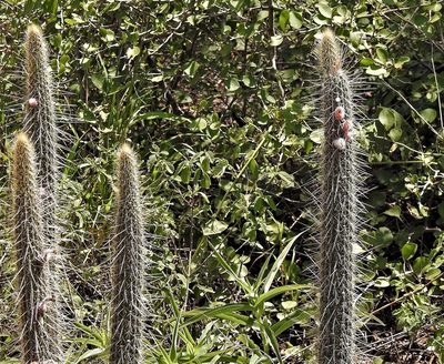 Cleistocactus baumannii, photographed by Hugo Hulsberg