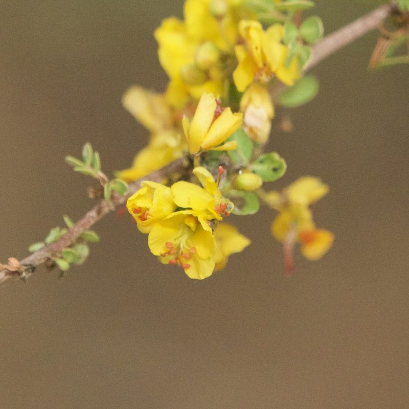 Haematoxylum brasiletto, photographed by Bill Levine