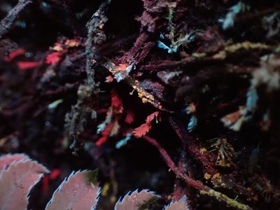Schistostega pennata, photographed by Randal
