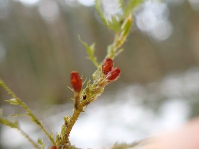 Metaneckera menziesii, photographed by Randal
