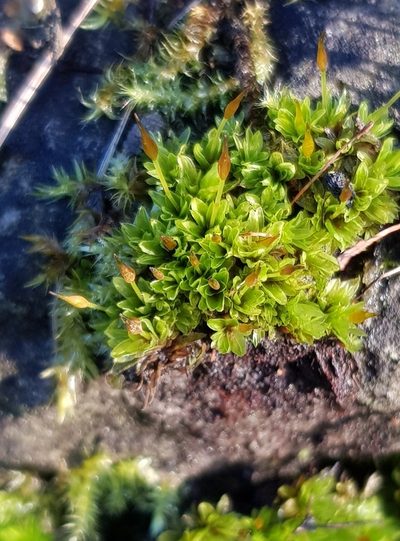 Tortula subulata, photographed by Helen Waterman