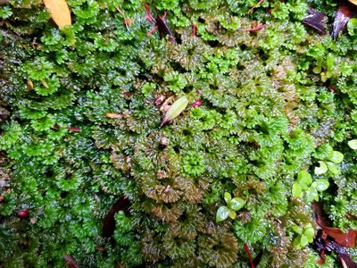 Hymenophyton flabellatum, photographed by rempson