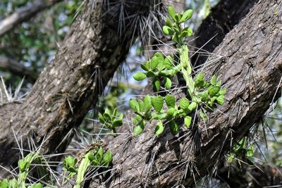 Quiabentia verticillata, photographed by Hugo Hulsberg
