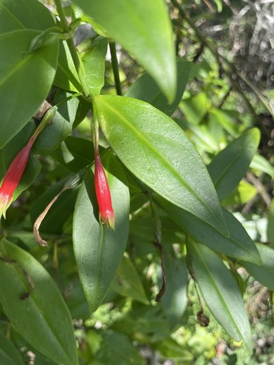 Lisianthius axillaris, photographed by Jim Riley
