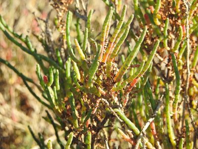 Salicornia pacifica, photographed by Rachel Stringham