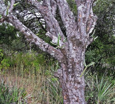 Quiabentia verticillata, photographed by Hugo Hulsberg