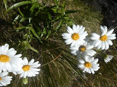 Dolichoglottis scorzoneroides, photographed by Mark Anderson