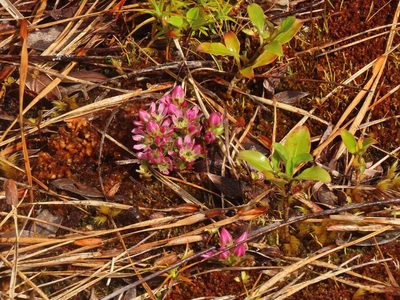 Gentianella concinna, photographed by rempson
