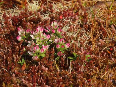 Gentianella concinna, photographed by rempson