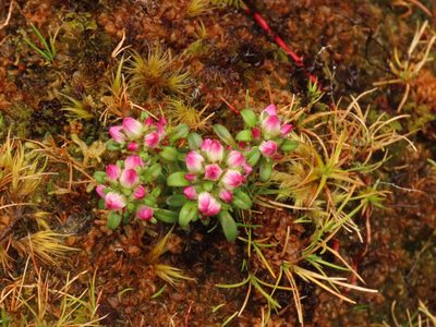 Gentianella concinna, photographed by rempson