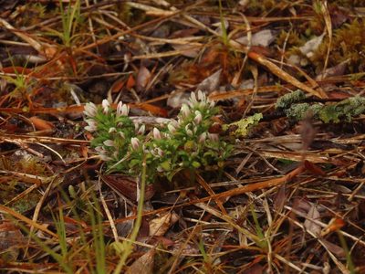 Gentianella concinna, photographed by rempson