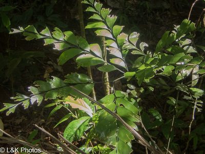Bowenia spectabilis, photographed by lallen