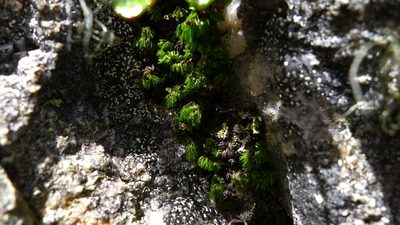 Hymenophyllum multifidum, photographed by Sarah Richardson