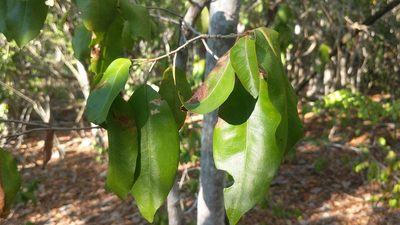 Croton nitens, photographed by wverhoeven