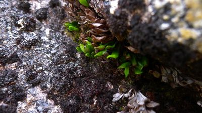 Notogrammitis crassior, photographed by Sarah Richardson