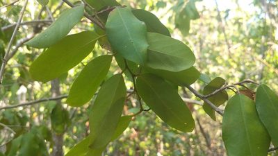 Croton nitens, photographed by wverhoeven