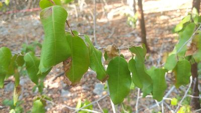 Croton nitens, photographed by wverhoeven