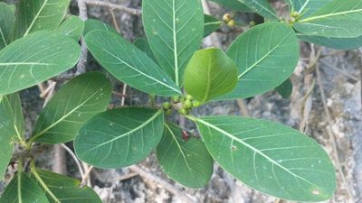 Ficus aurea, photographed by wverhoeven