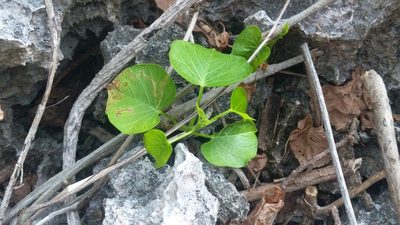 Ipomoea violacea, photographed by wverhoeven