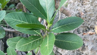 Ficus aurea, photographed by wverhoeven