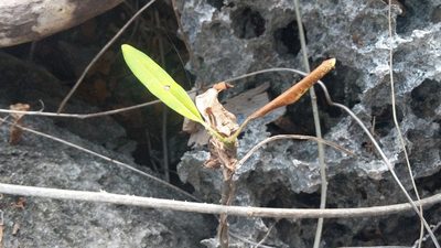 Plumeria obtusa, photographed by wverhoeven