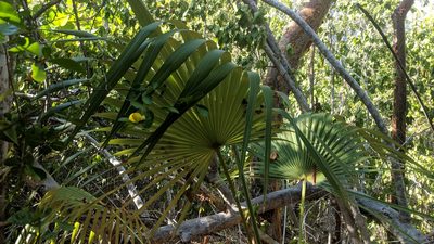 Coccothrinax proctorii, photographed by wverhoeven