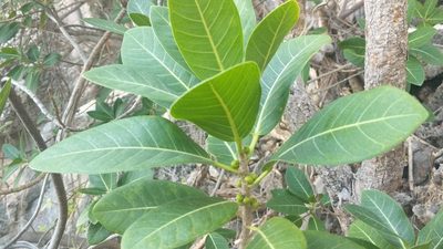 Ficus aurea, photographed by wverhoeven