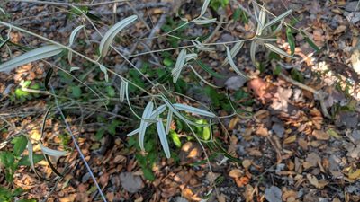 Croton linearis, photographed by wverhoeven