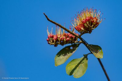 Combretum farinosum, photographed by Daniel Pineda Vera