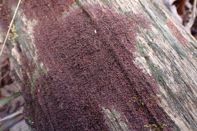 Frullania kunzei, photographed by John Kees