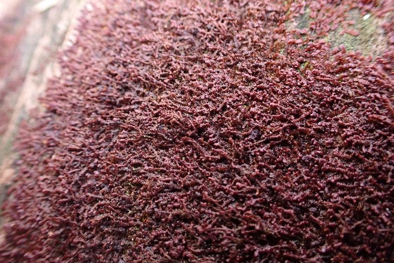 Frullania kunzei, photographed by John Kees