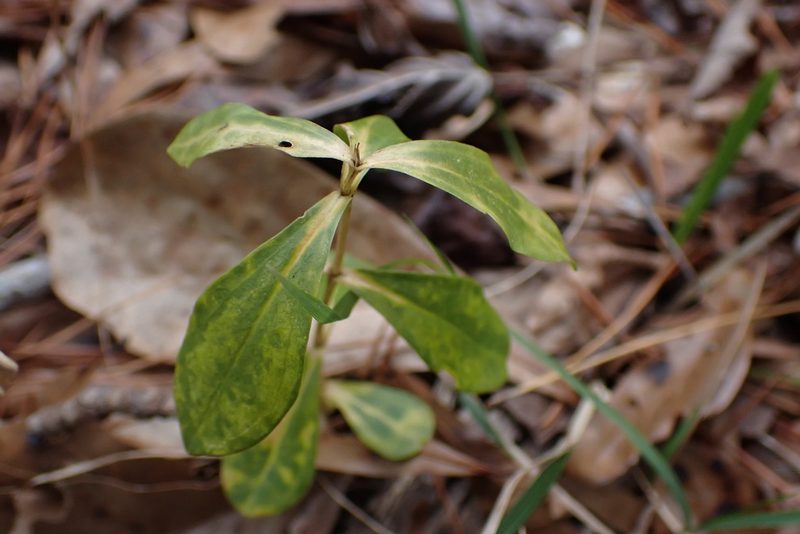 Gentiana villosa, photographed by John Kees